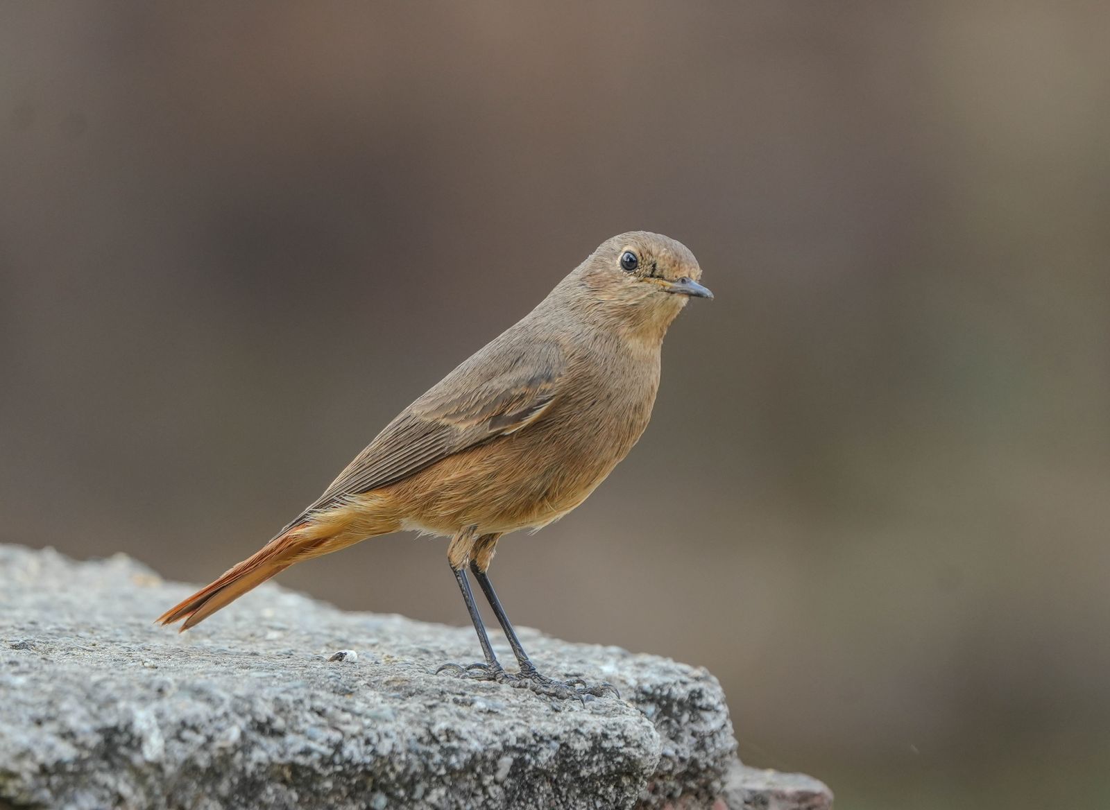 A brown redstart perched on a rock, one of the many bird species found in Nepal