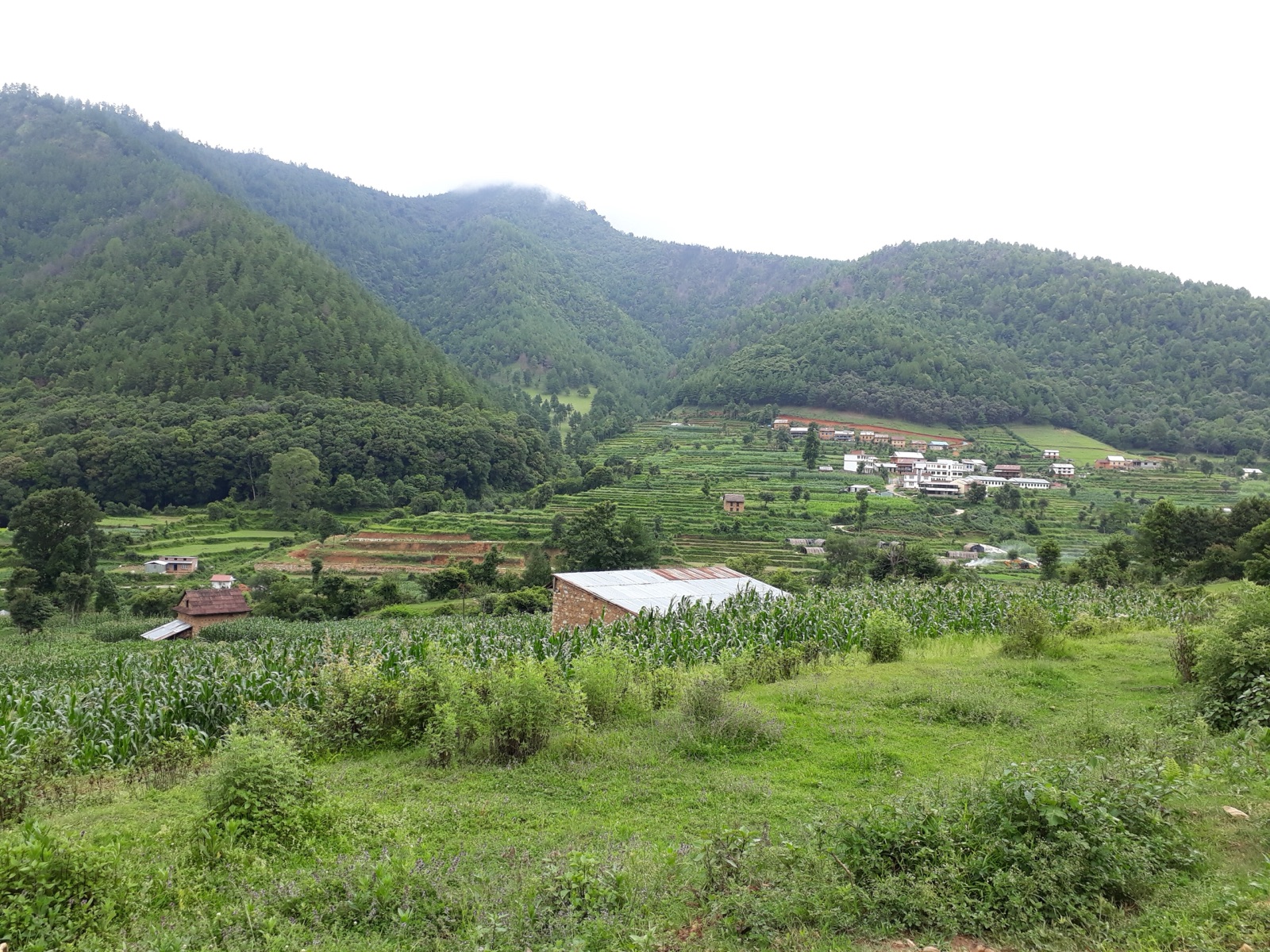 Green terraced farmland and brick farmhouses in the Chitlang valley, ringed by forested hills