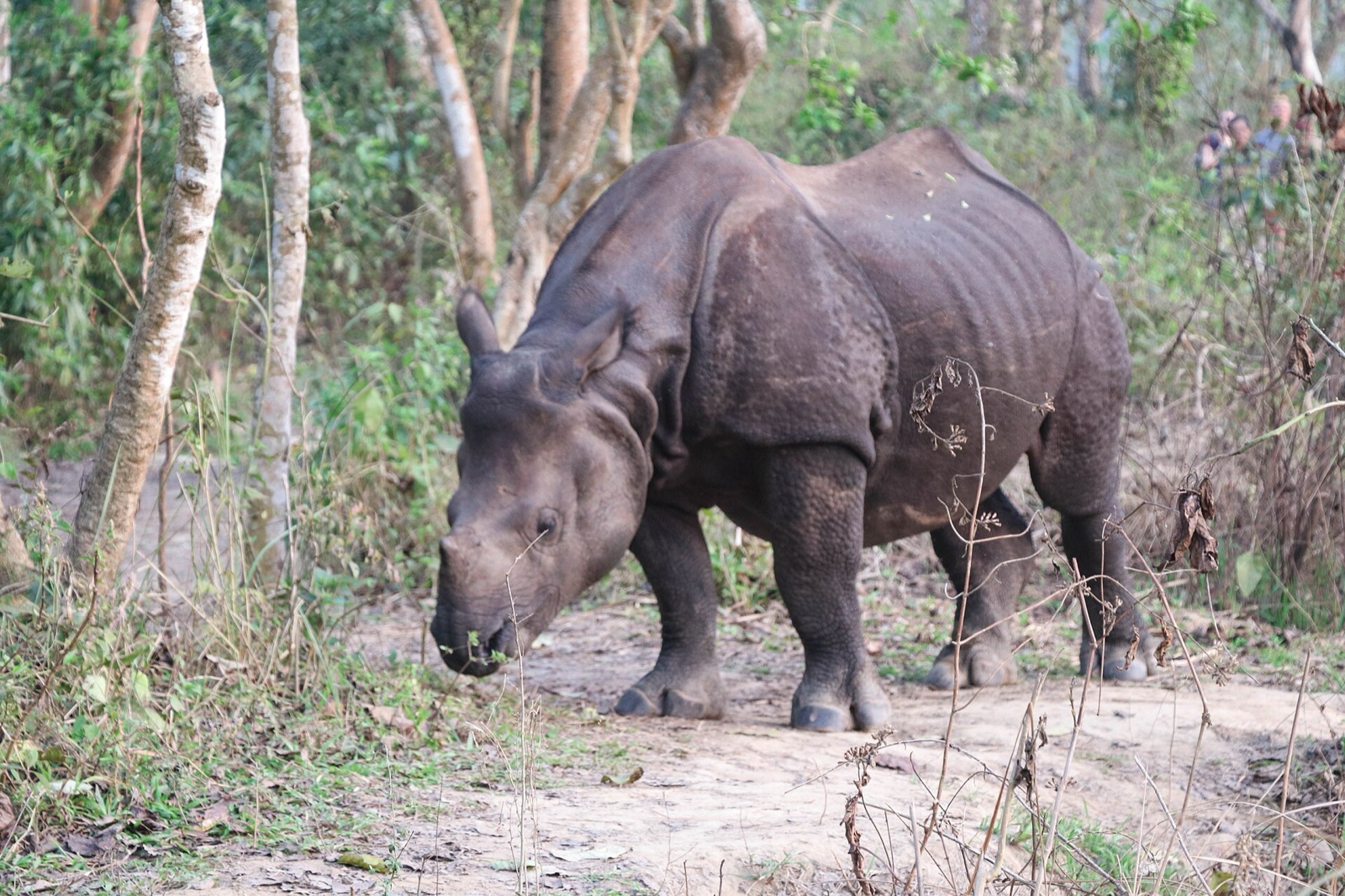 A greater one-horned rhino grazing in the sal forest of Chitwan National Park