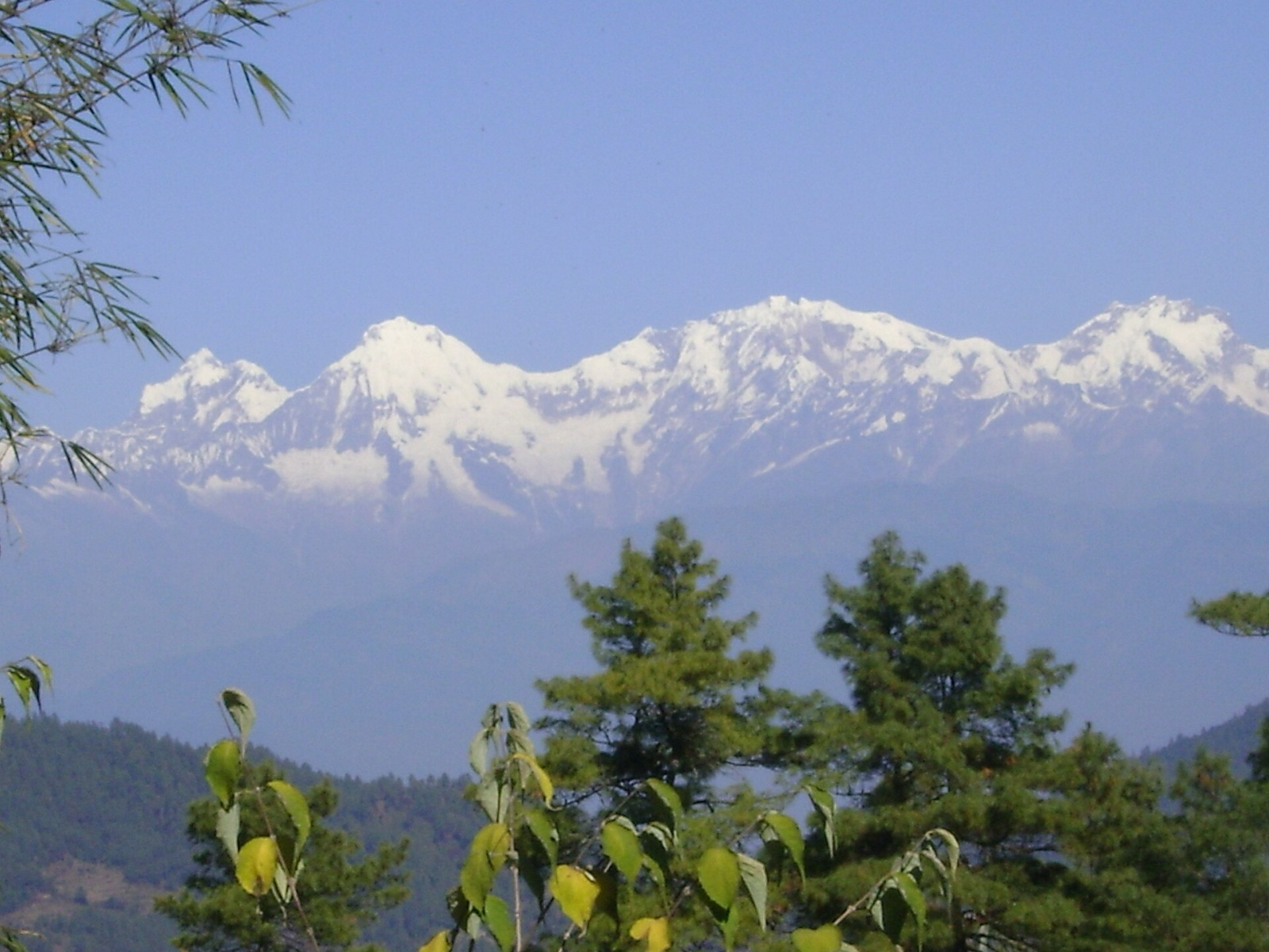 The Himalayan snow wall seen over pine-forested ridges from Daman on the Tribhuvan Highway