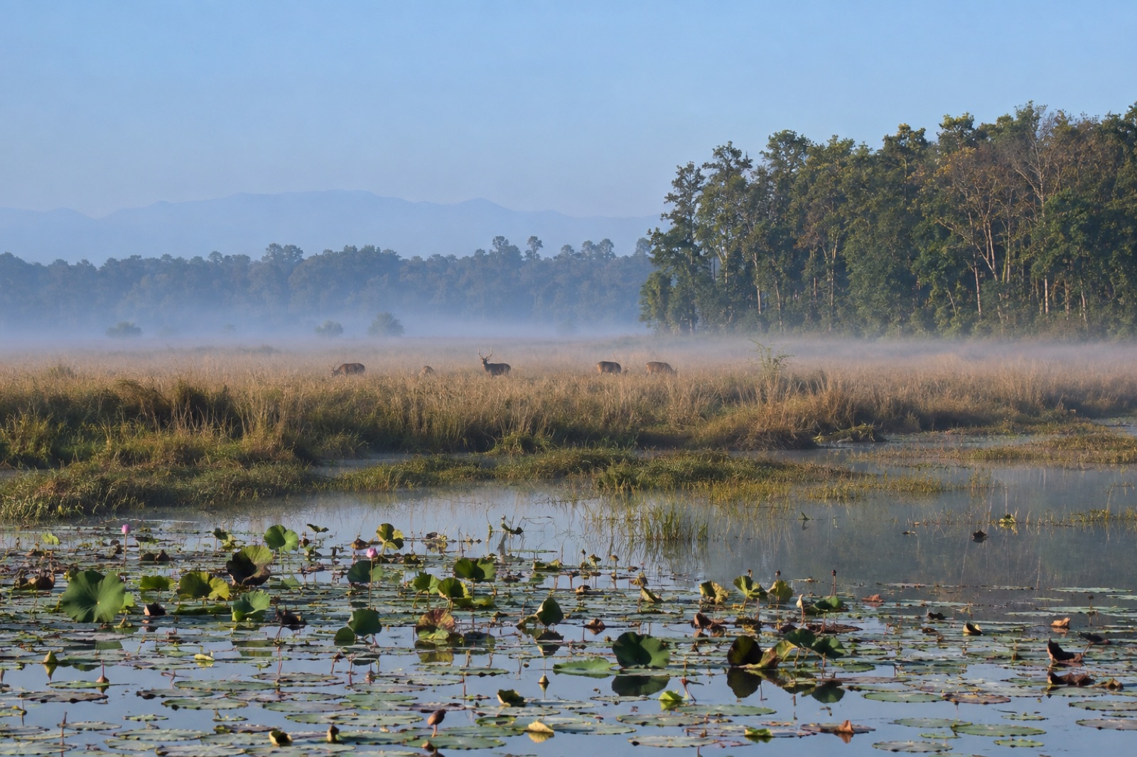 A misty winter morning over lotus-covered wetland and grassland near Dhangadhi, with deer grazing beyond