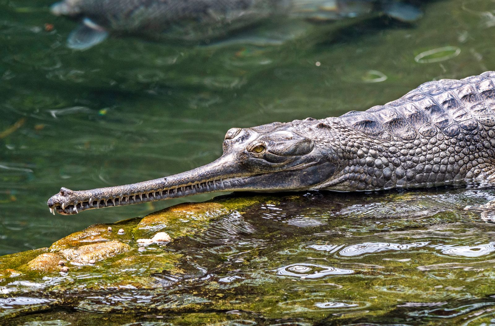 Gharial crocodile with its long narrow snout resting at the water's edge