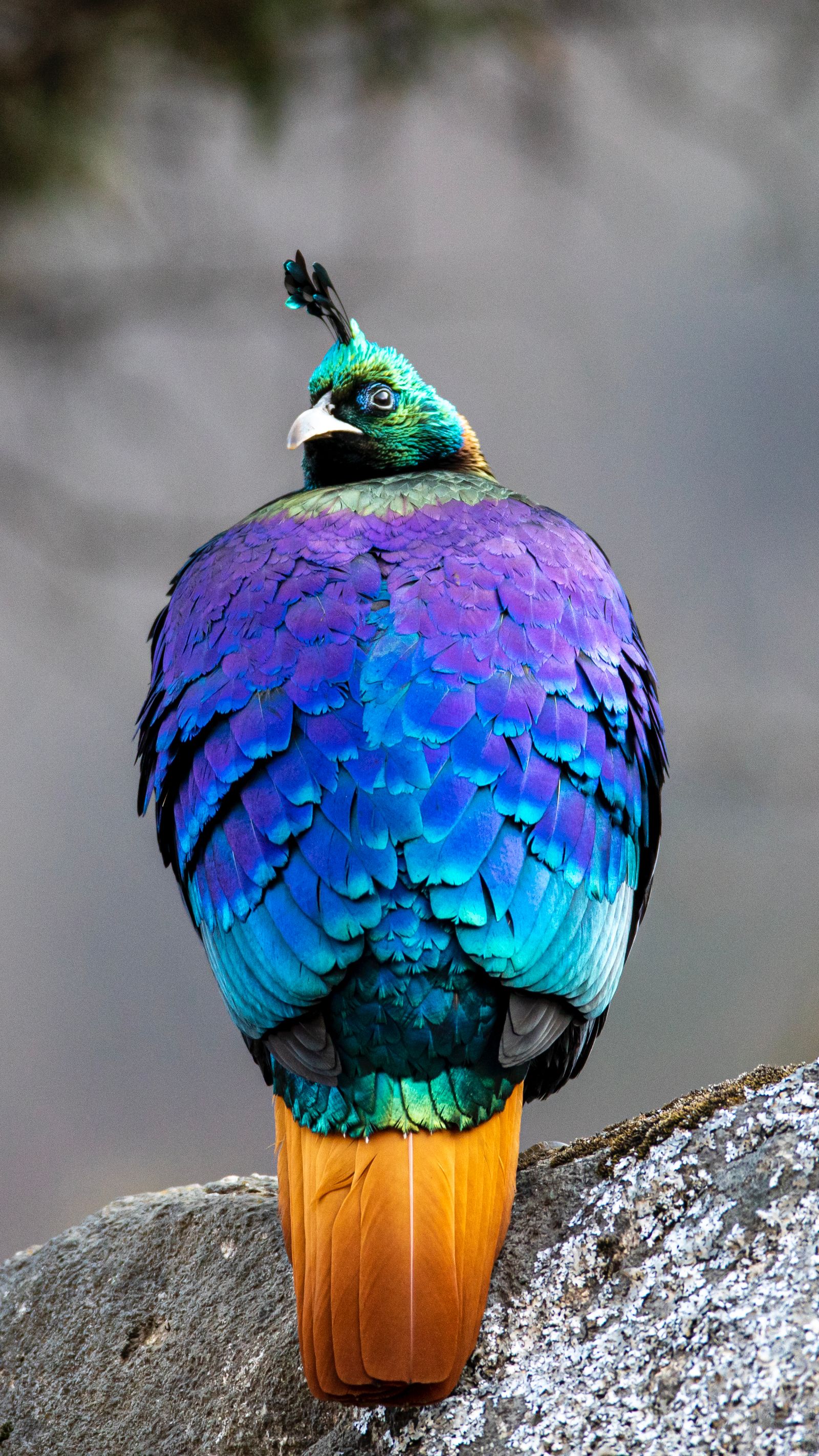 Male Himalayan monal pheasant with iridescent blue and purple plumage perched on a rock