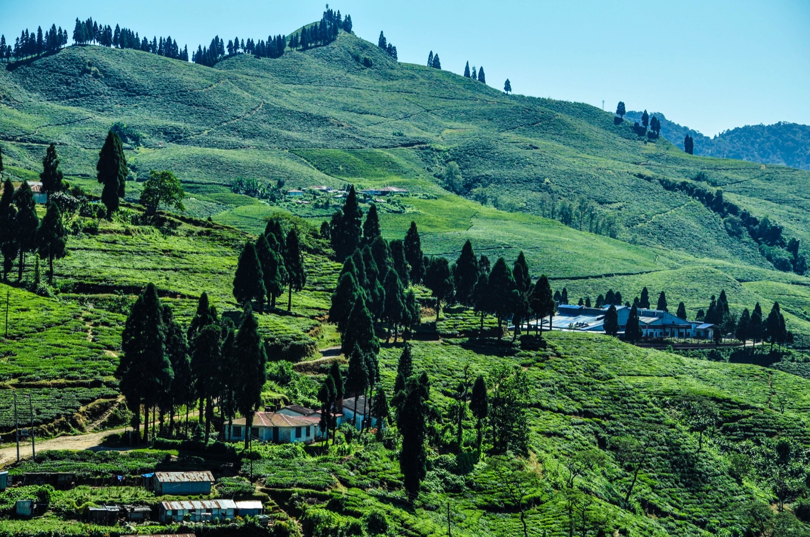 Rolling tea gardens and conifer stands on the green hills of Kanyam, Ilam