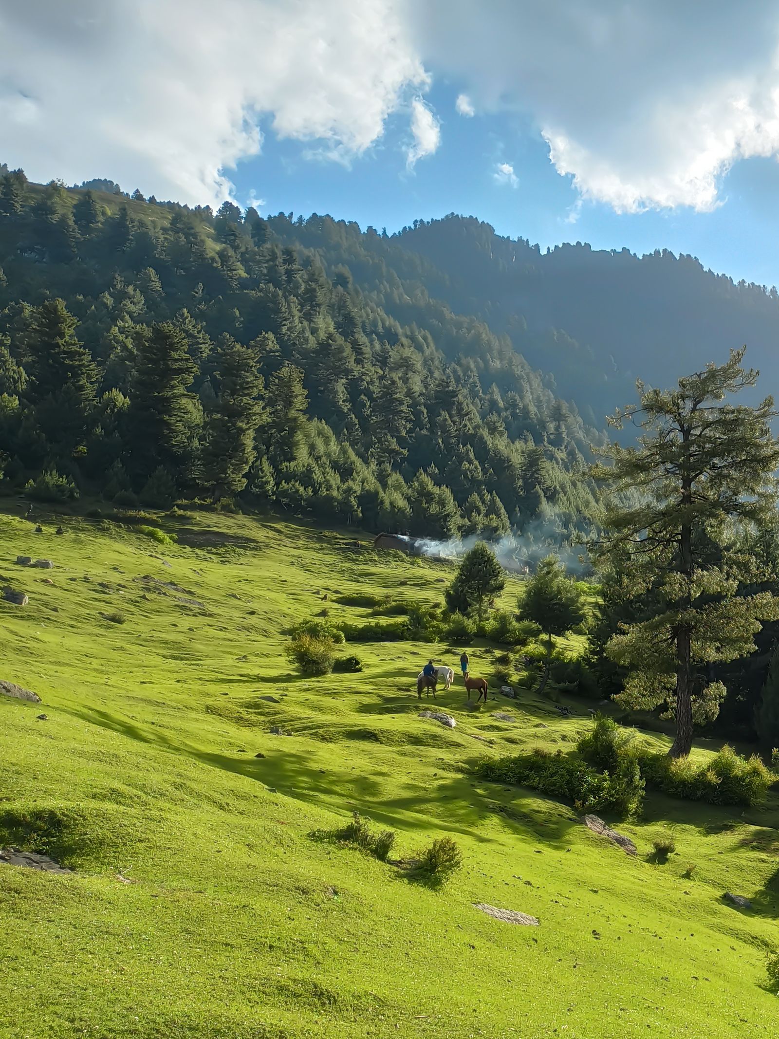 Rolling green meadows and conifer forest on the Khaptad plateau in far-western Nepal