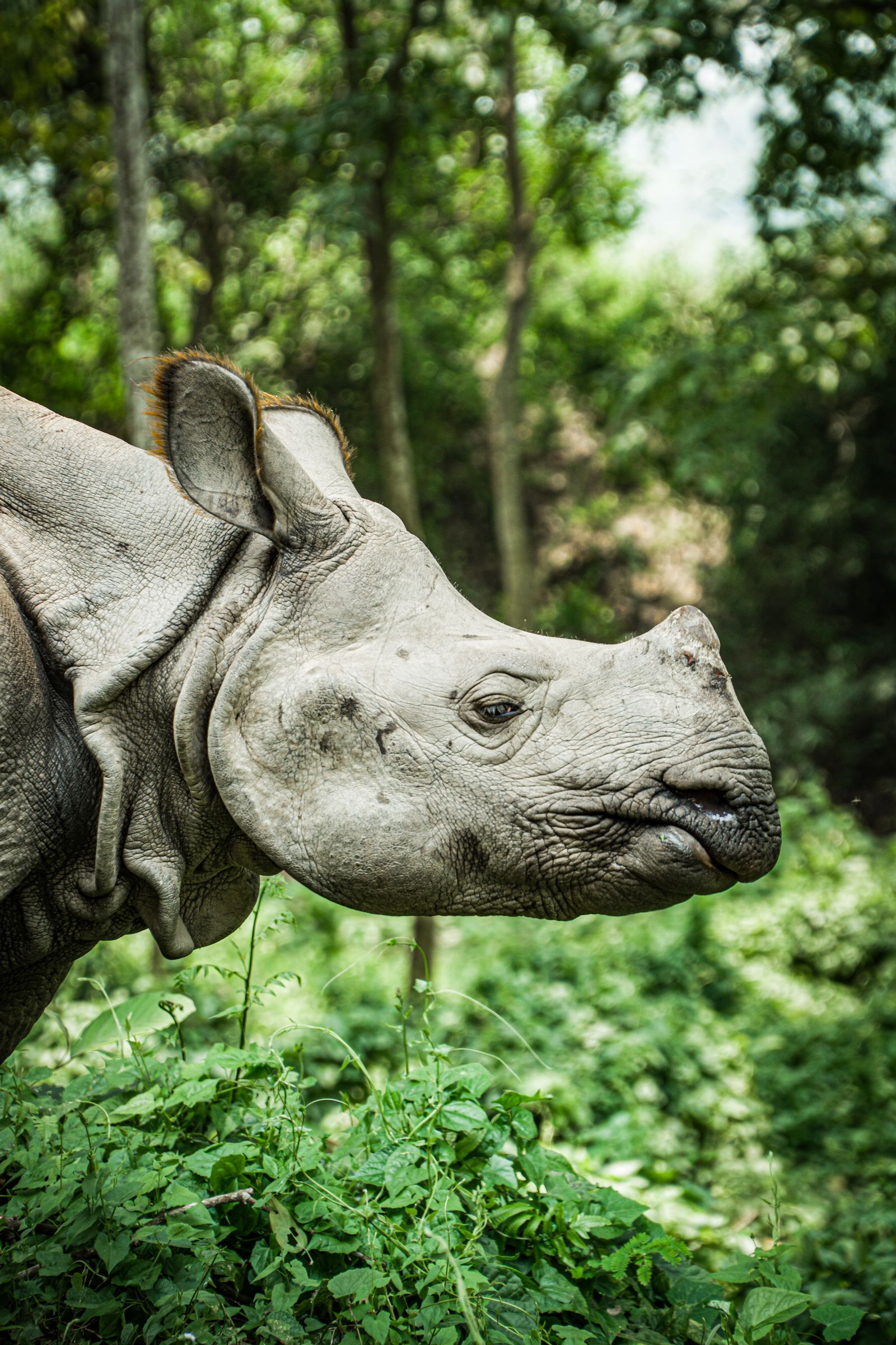 Greater one-horned rhinoceros in dense jungle, the flagship species of Nepal's Terai national parks