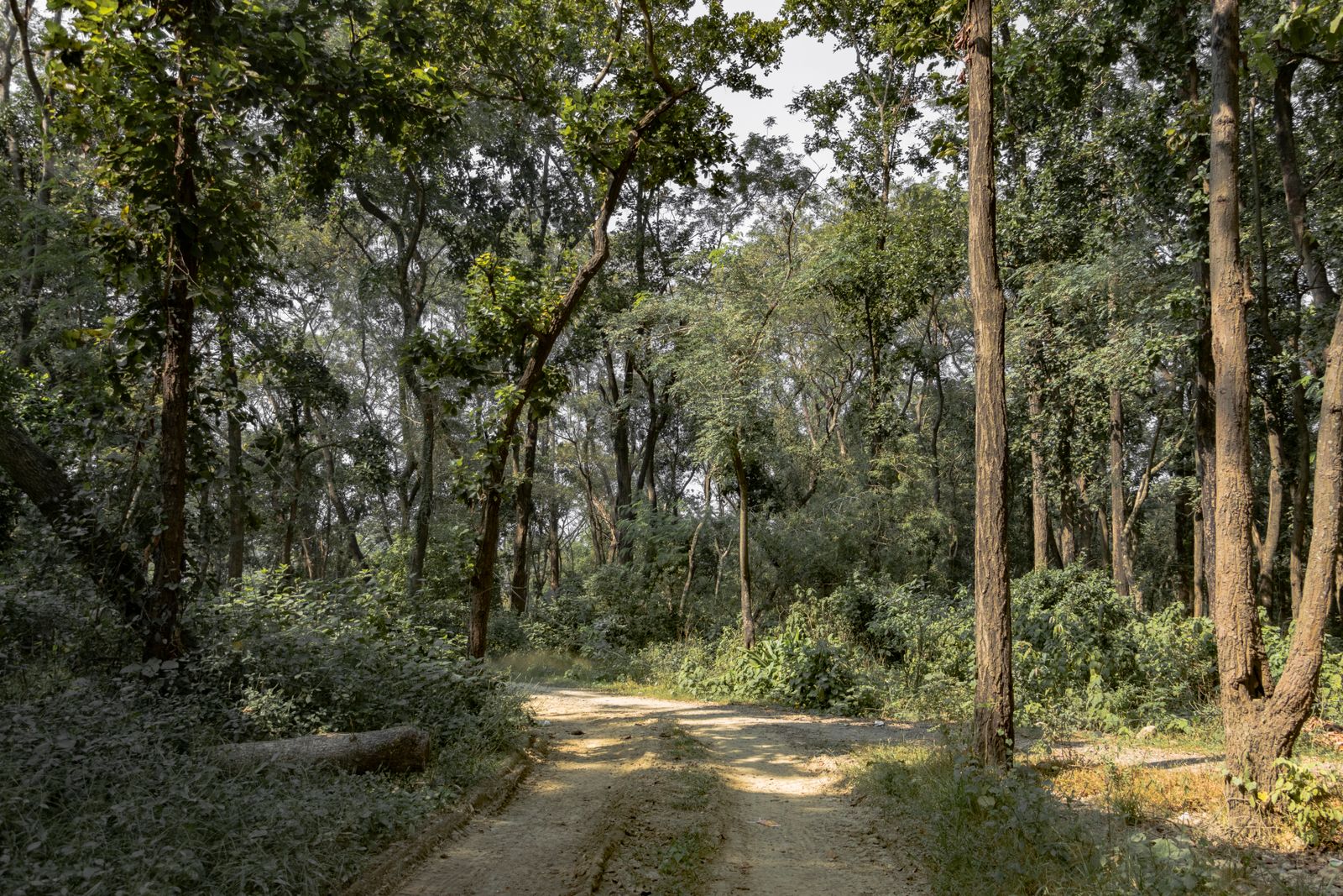 Dirt track winding through tall sal forest in Parsa National Park, central Terai