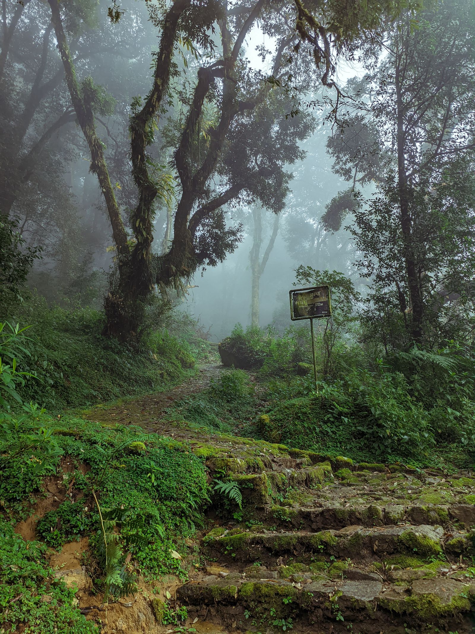 Misty forest trail with moss-draped trees and stone steps in Shivapuri Nagarjun National Park
